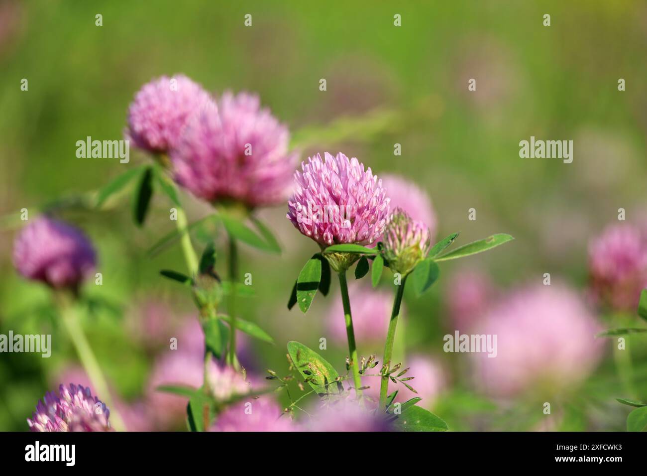 Fleurs de trèfle rose sur le champ d'été dans l'herbe verte Banque D'Images