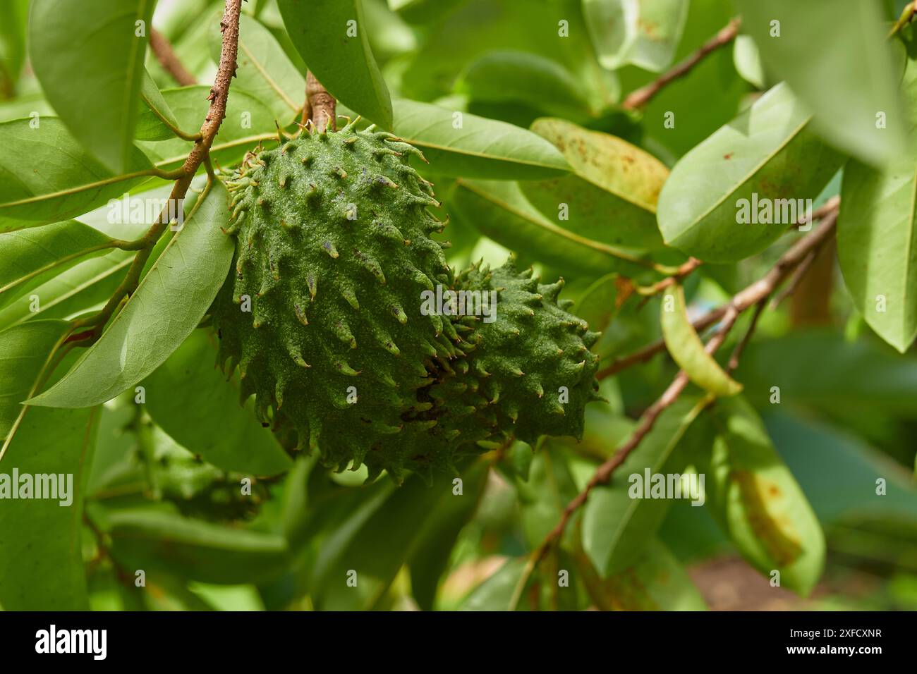 Plantes Annona muricata, fruits, gros plan Banque D'Images