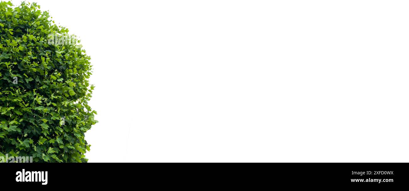 Concept de bannière avec espace pour le texte Banque D'Images