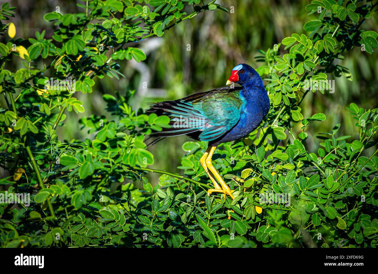 Purple Gallinule Florida Marsh Banque D'Images