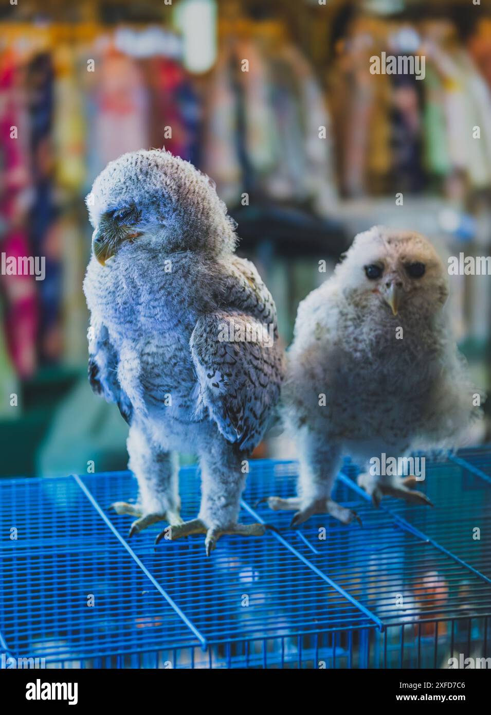 Une photo en gros plan de deux grands hiboux gris perchés côte à côte sur une cage en métal bleu vif. Leurs grands yeux jaunes et leurs becs pointus sont clairement en V. Banque D'Images