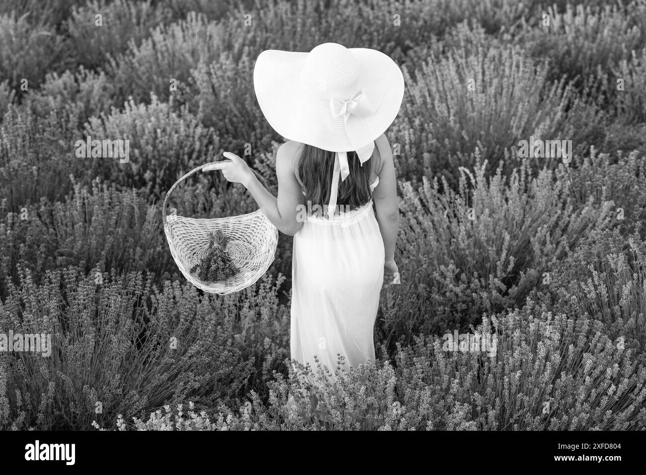 adolescente avec lavande dans le champ. Adolescente avec fleur de lavande debout dans le champ. adolescente avec de la lavande tenant un bouquet de fleurs. Fille adolescente dedans Banque D'Images