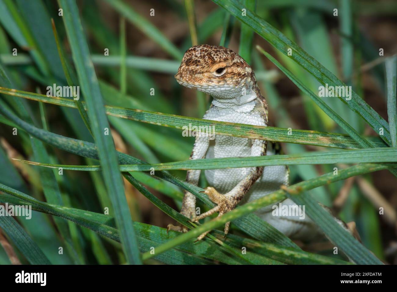 Gros plan sur le jeune petit lézard sans terre, comté de Douglas, Castle Rock Colorado USA. Photo prise en juin. Banque D'Images