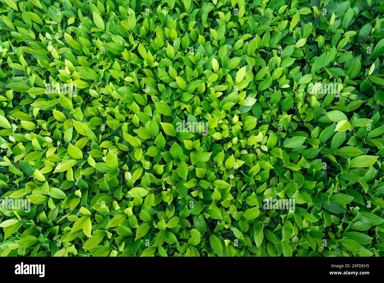 Petites feuilles vertes sur fond de texture de la paroi de haie. Gros plan plante de haie verte dans le jardin. Mur de haies écologique à feuilles persistantes. Toile de fond naturelle. La beauté dans la nature Banque D'Images