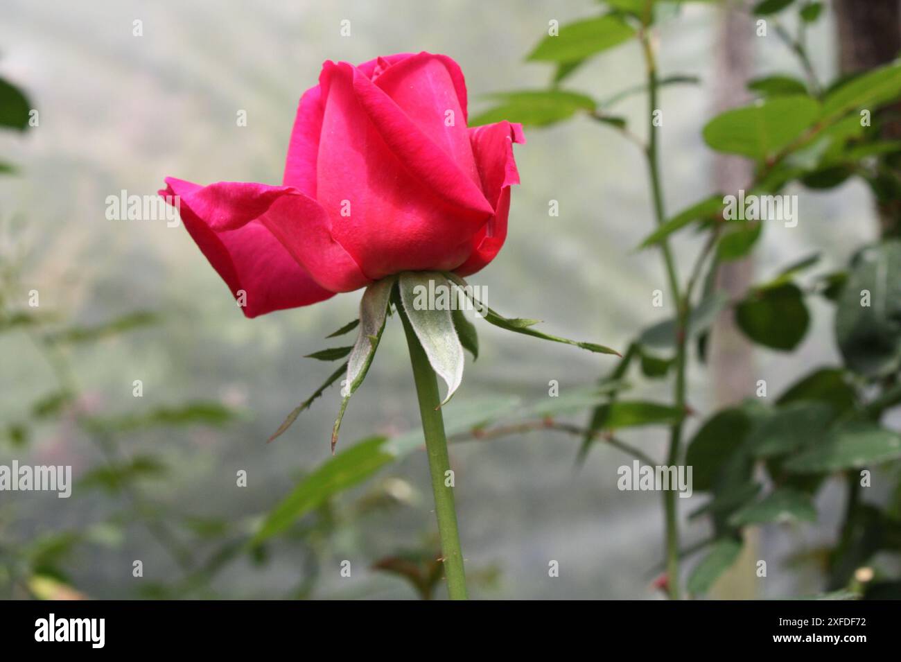 Parmi Roses Cameron Highland Malaisie Banque D'Images