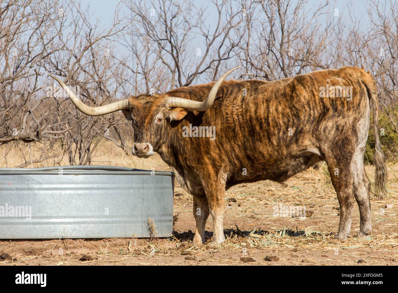 Texas longhorns exposés, Palo Duro Canyon State Park, Canyon, Texas. Banque D'Images