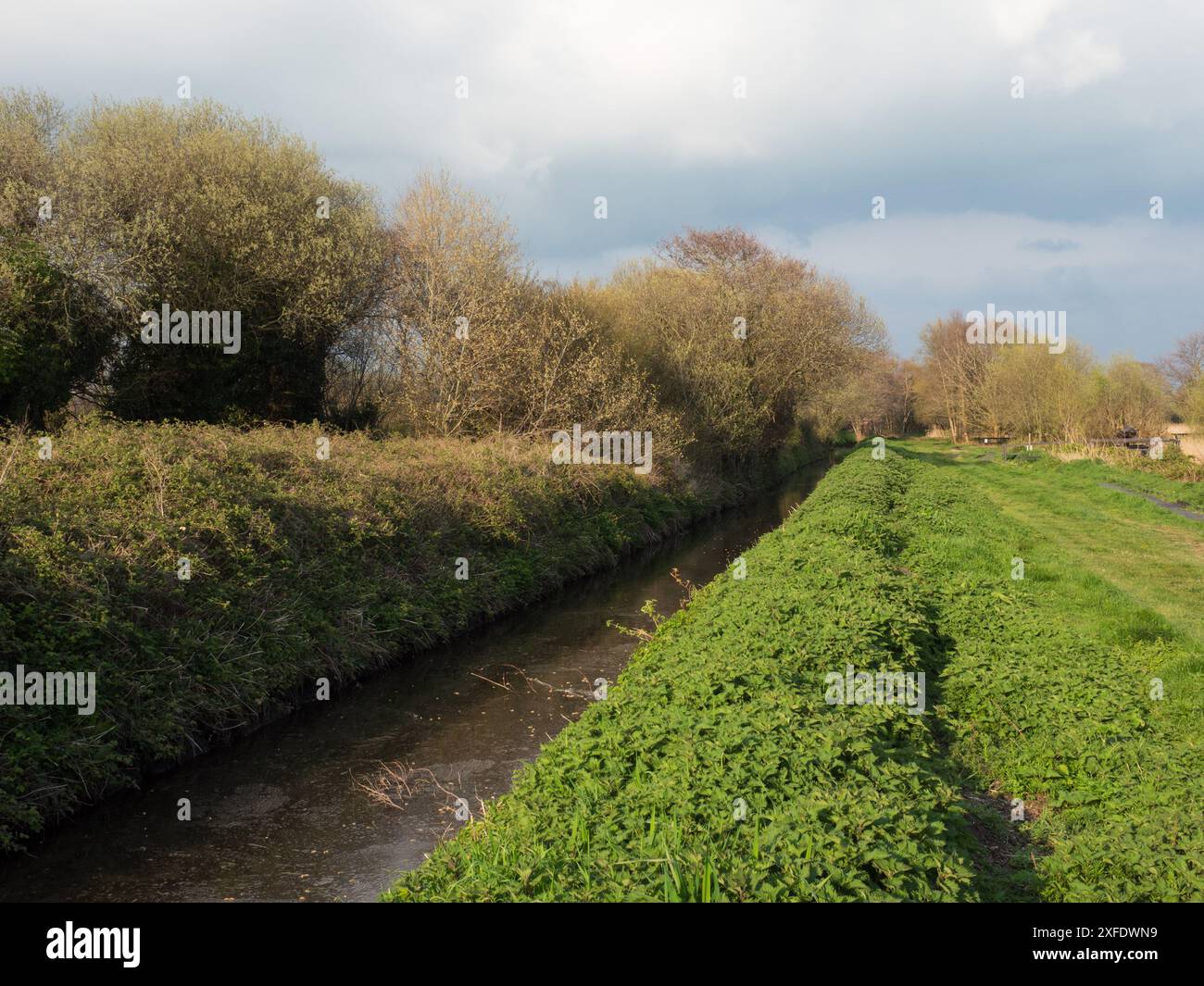 Canal d'eau à côté du sentier naturel en boucle de Ham Wall, réserve RSPB de Ham Wall, partie des marais d'Avalon, Somerset Levels and Moors, Angleterre, Royaume-Uni, avril Banque D'Images