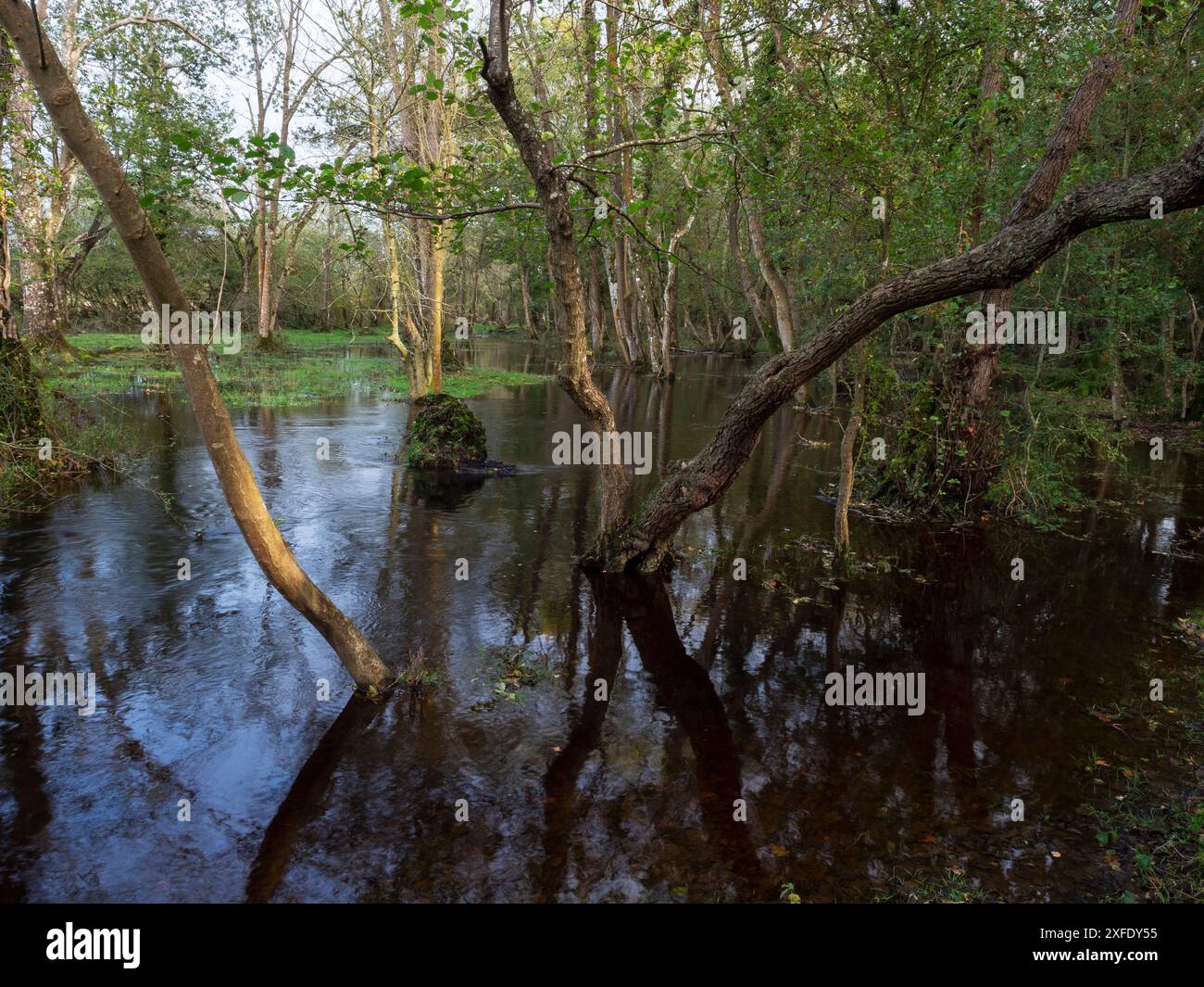 Ruisseau Avon inondé près de Wootton Coppice Inclosure, New Forest National Park, Hampshire, Angleterre, Royaume-Uni, octobre 2019 Banque D'Images