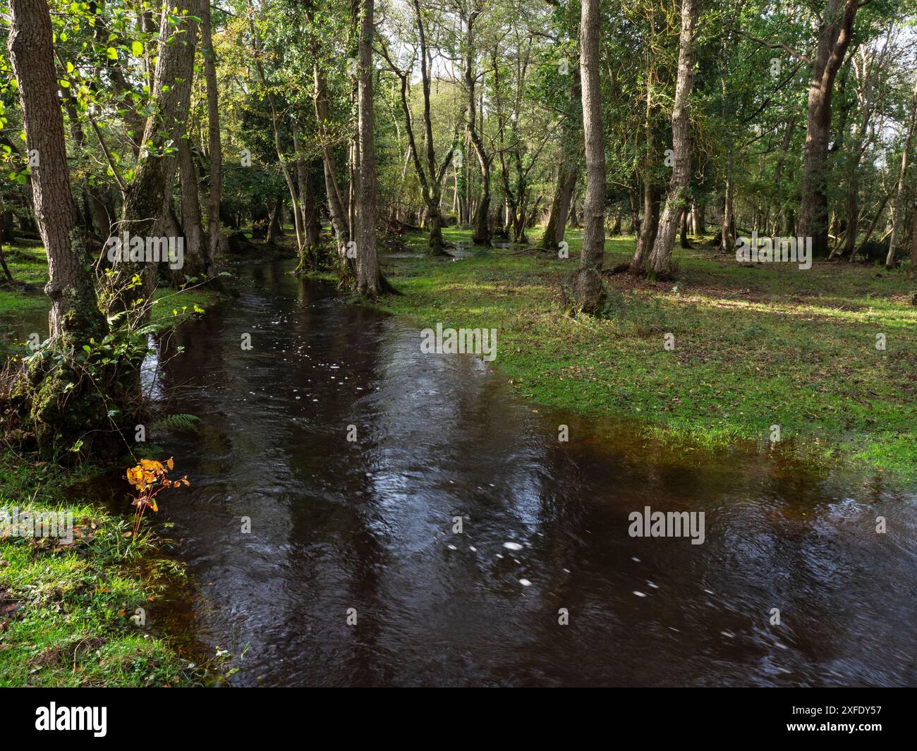 Ruisseau Avon inondé près de Wootton Coppice Inclosure, New Forest National Park, Hampshire, Angleterre, Royaume-Uni, octobre 2019 Banque D'Images