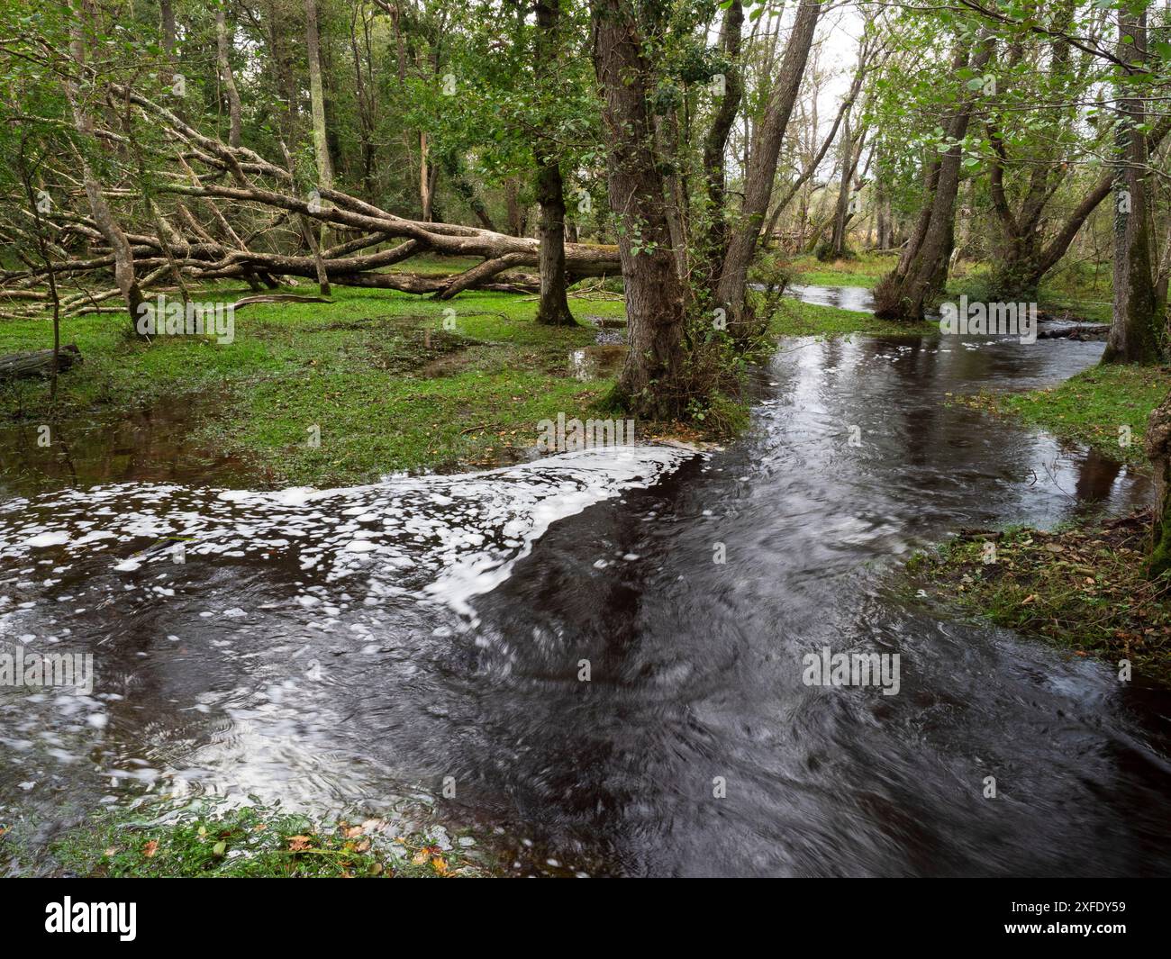 Ruisseau Avon inondé près de Wootton Coppice Inclosure, New Forest National Park, Hampshire, Angleterre, Royaume-Uni, octobre 2019 Banque D'Images