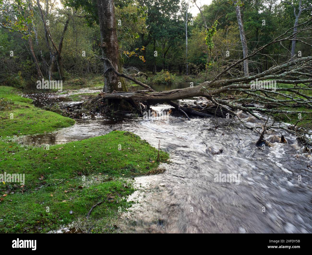 Arbre tombé à travers le ruisseau inondé Avon près de Wootton Coppice Inclosure, New Forest National Park, Hampshire, Angleterre, Royaume-Uni, octobre 2019 Banque D'Images