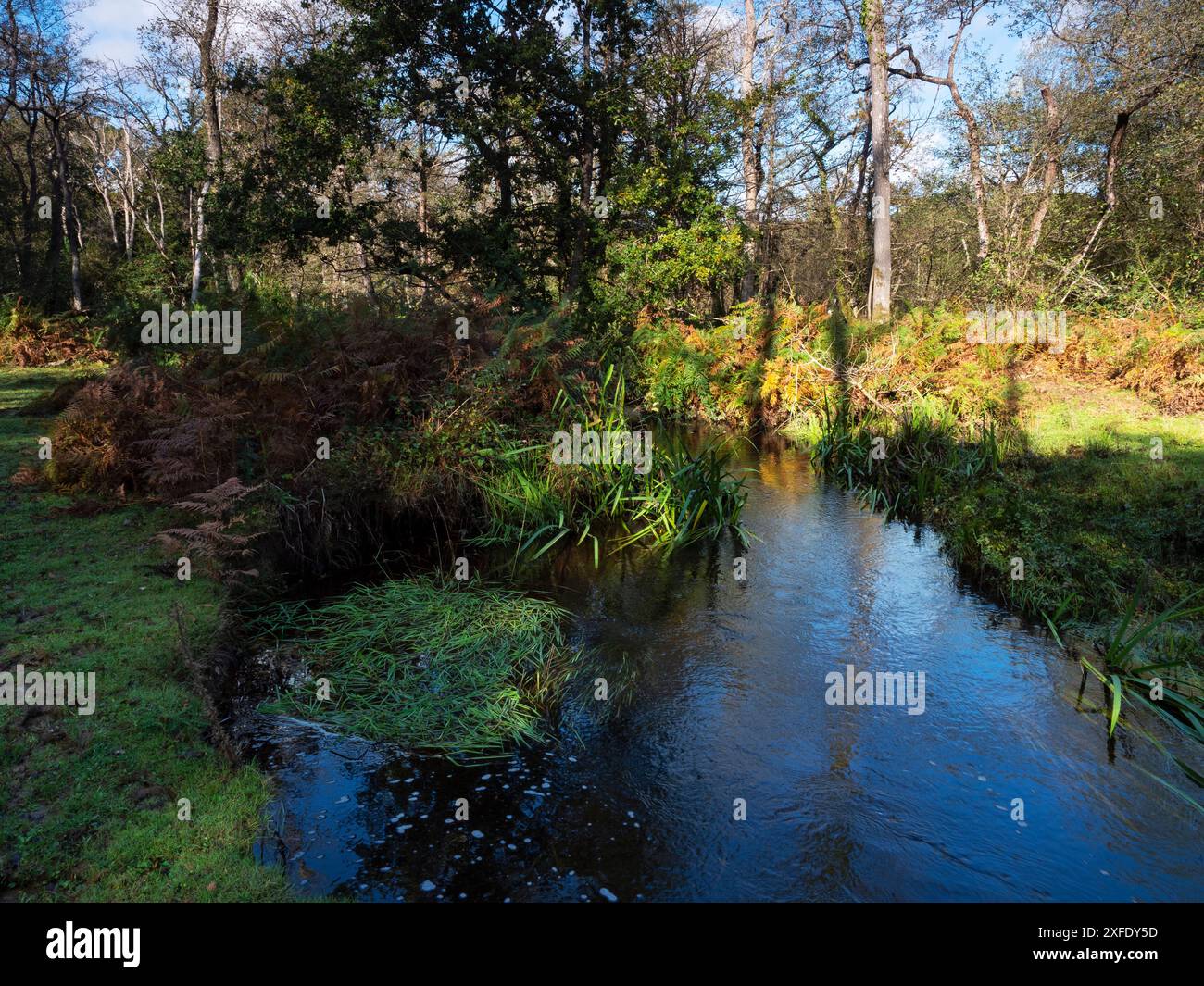 Ruisseau Avon restauré près de Wootton Coppice Inclosure, New Forest National Park, Hampshire, Angleterre, Royaume-Uni, octobre 2019 Banque D'Images