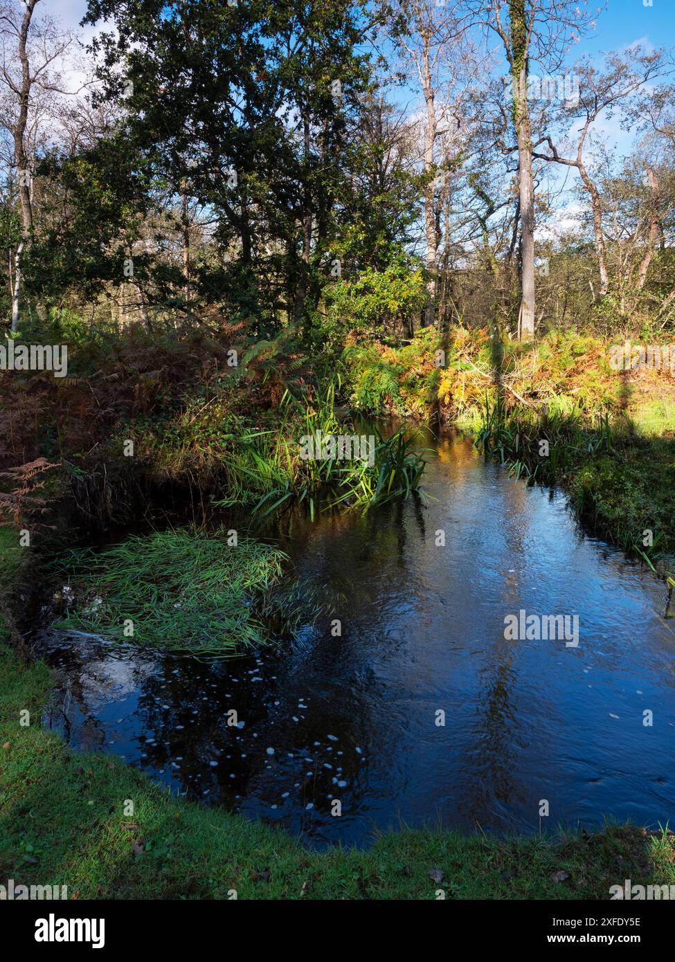 Ruisseau Avon restauré près de Wootton Coppice Inclosure, New Forest National Park, Hampshire, Angleterre, Royaume-Uni, octobre 2019 Banque D'Images