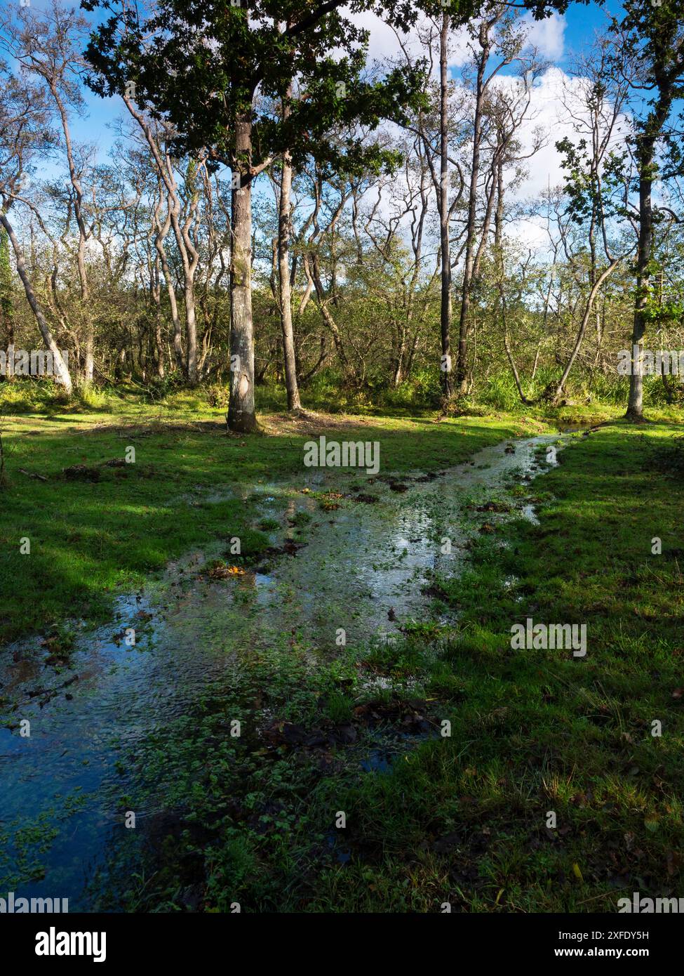 Ruisseau Avon restauré près de Wootton Coppice Inclosure, New Forest National Park, Hampshire, Angleterre, Royaume-Uni, octobre 2019 Banque D'Images