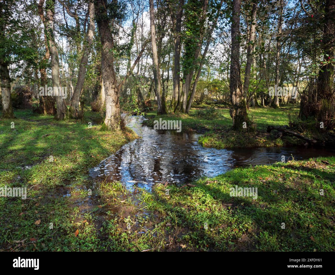 Ruisseau Avon restauré près de Wootton Coppice Inclosure, New Forest National Park, Hampshire, Angleterre, Royaume-Uni, octobre 2019 Banque D'Images