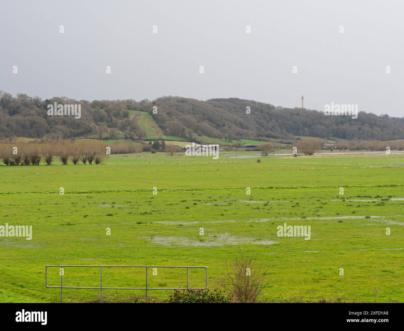 Prairies humides et saules pollardés avec le monument Burton Pynsent au-delà sur Troy Hill, réserve de West Sedgemoor RSPB, Somerset Levels et Moors, E. Banque D'Images