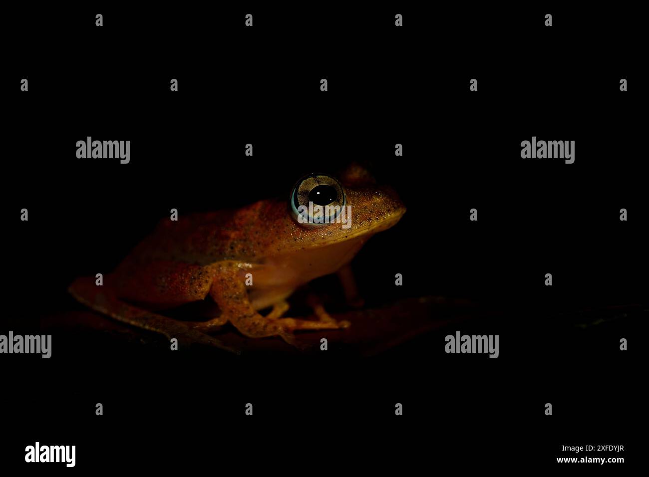 Grenouille de Madagascar - Boophis pyrrhus, petite grenouille rouge des forêts et rivières de Madagascar, Andasibe, Madagascar. Banque D'Images