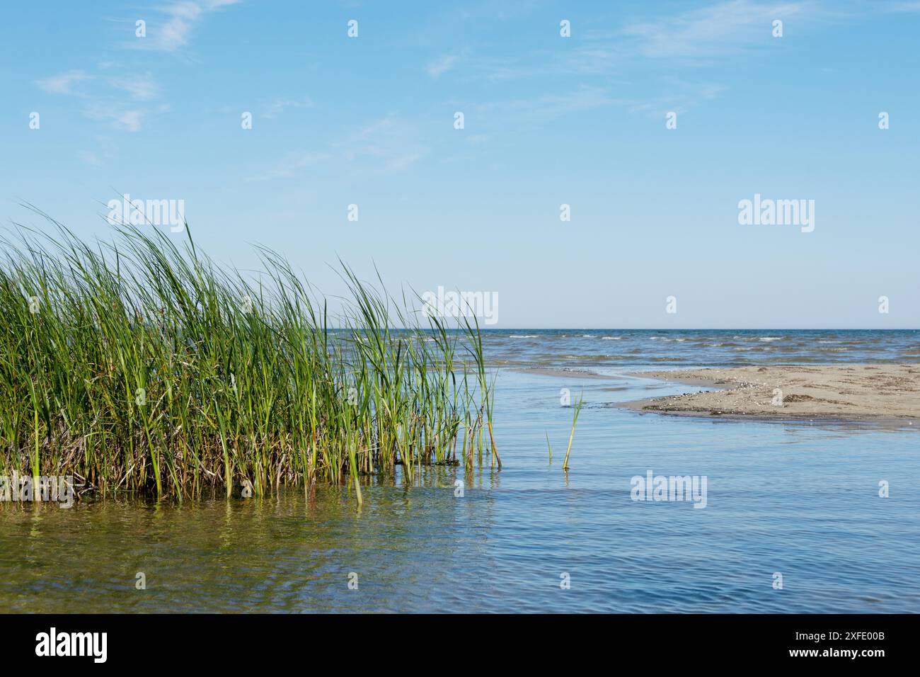 Rive déserte avec herbe de dunes et vagues de l'océan en arrière-plan Banque D'Images
