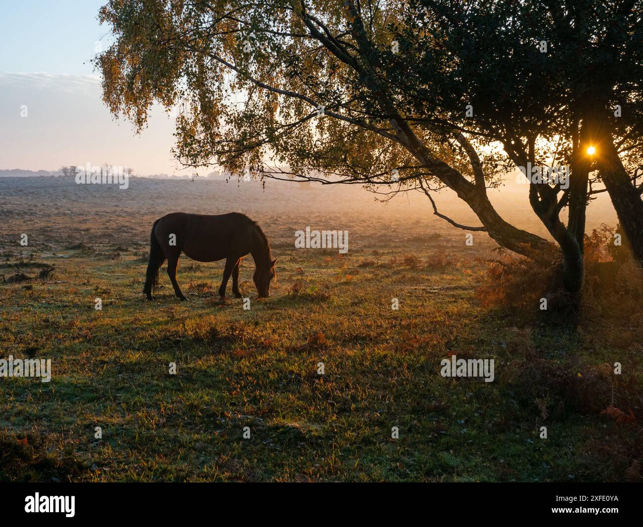 Poney New Forest Equus caballus pâturant sur les landes humides au lever du soleil, près de Matley Wood, Matley Holms, New Forest National Park, Hampshire, Angleterre, Royaume-Uni, Banque D'Images