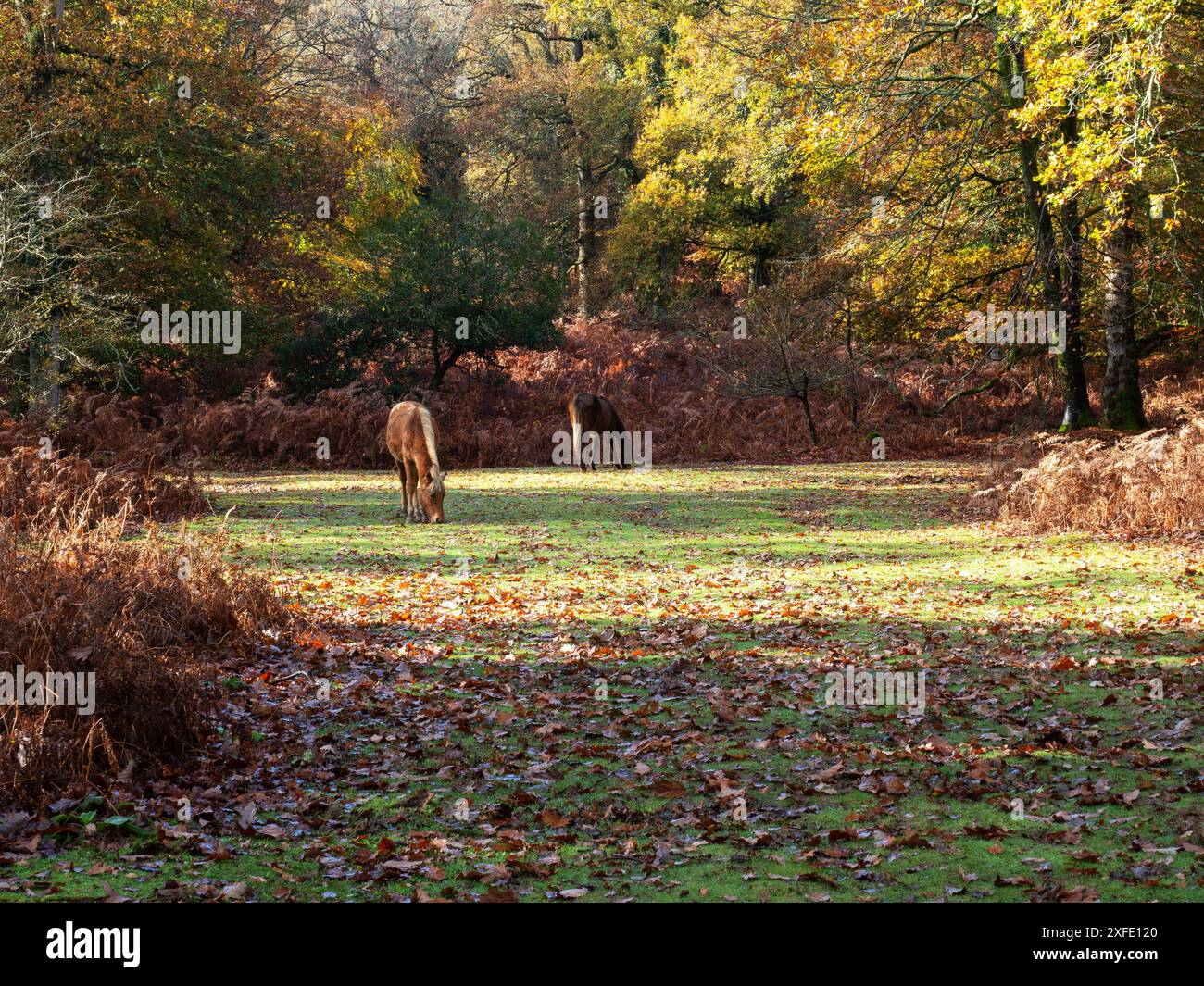 Poney New Forest Equus caballus pâturant sur une piste herbeuse à travers des bois feuillus en automne, Islands Thorns Inclosure, New Forest National Park, Ham Banque D'Images