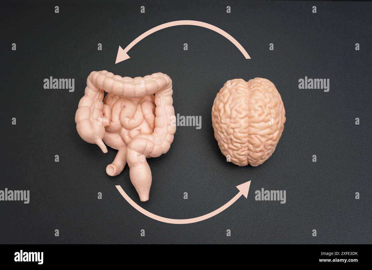 Modèles du cerveau, de l'intestin et du côlon reliés par des flèches circulaires sur un fond sombre. Présentations pédagogiques et scientifiques sur l'appareil neuro-digestif Banque D'Images