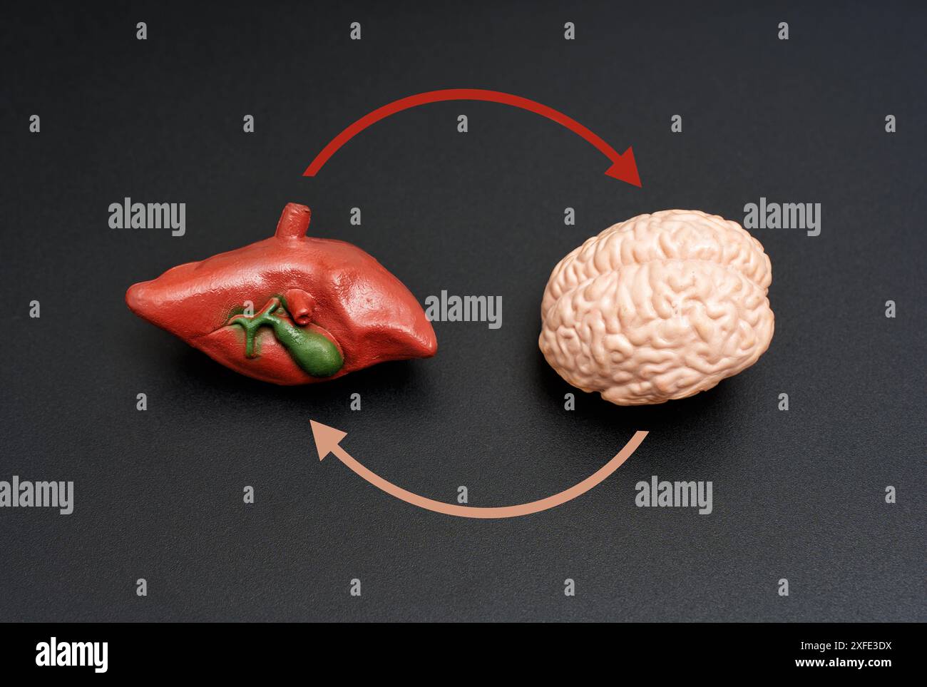 Modèles du foie et du cerveau avec des flèches circulaires sur la surface sombre. Concept de connexion cerveau-foie. Banque D'Images