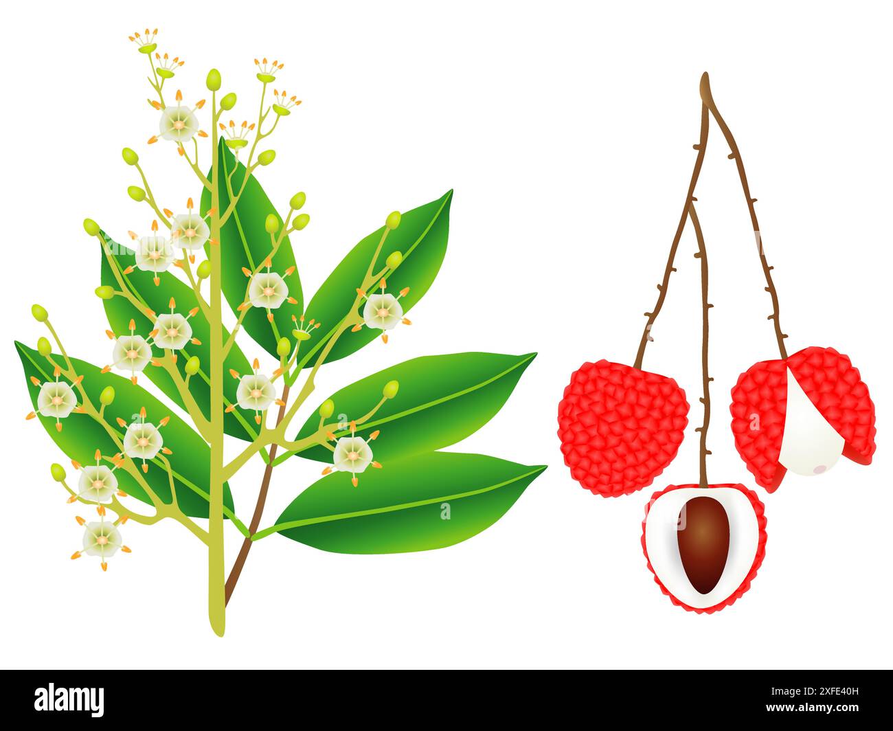 Fleurs et baies litchi isolé sur fond blanc. Illustration de Vecteur