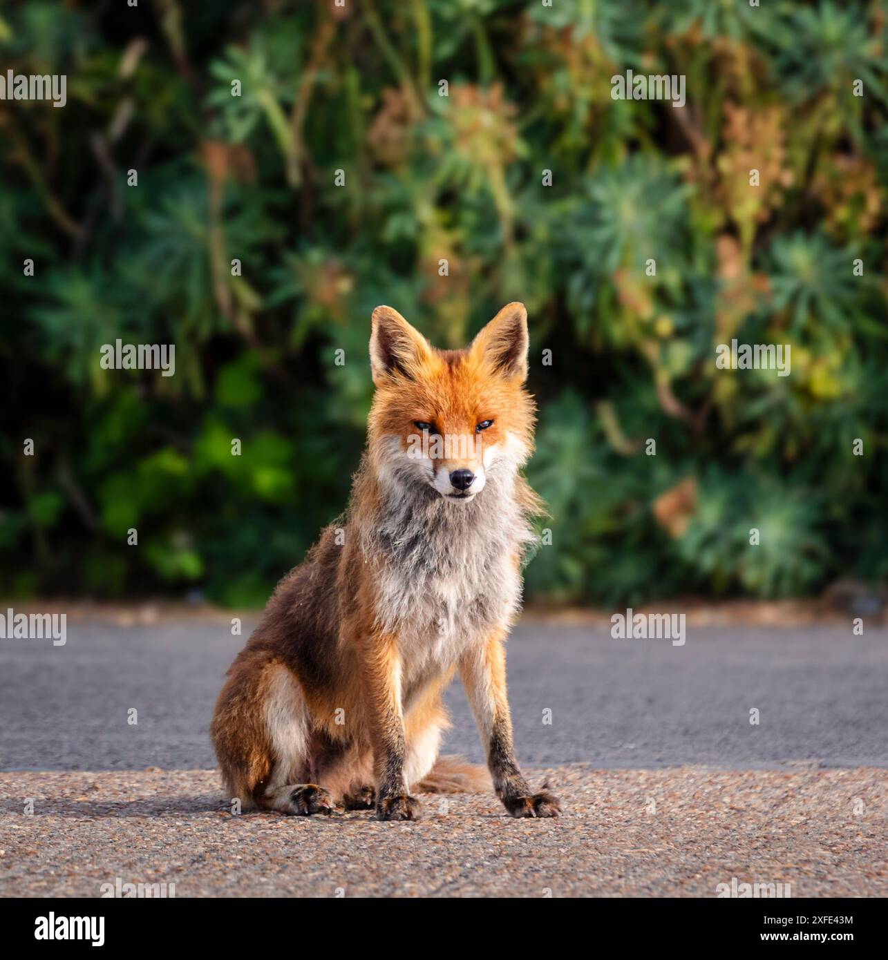 Un renard solitaire affamé attend un repas gratuit dans le parc de stationnement Dungeness Kent Banque D'Images