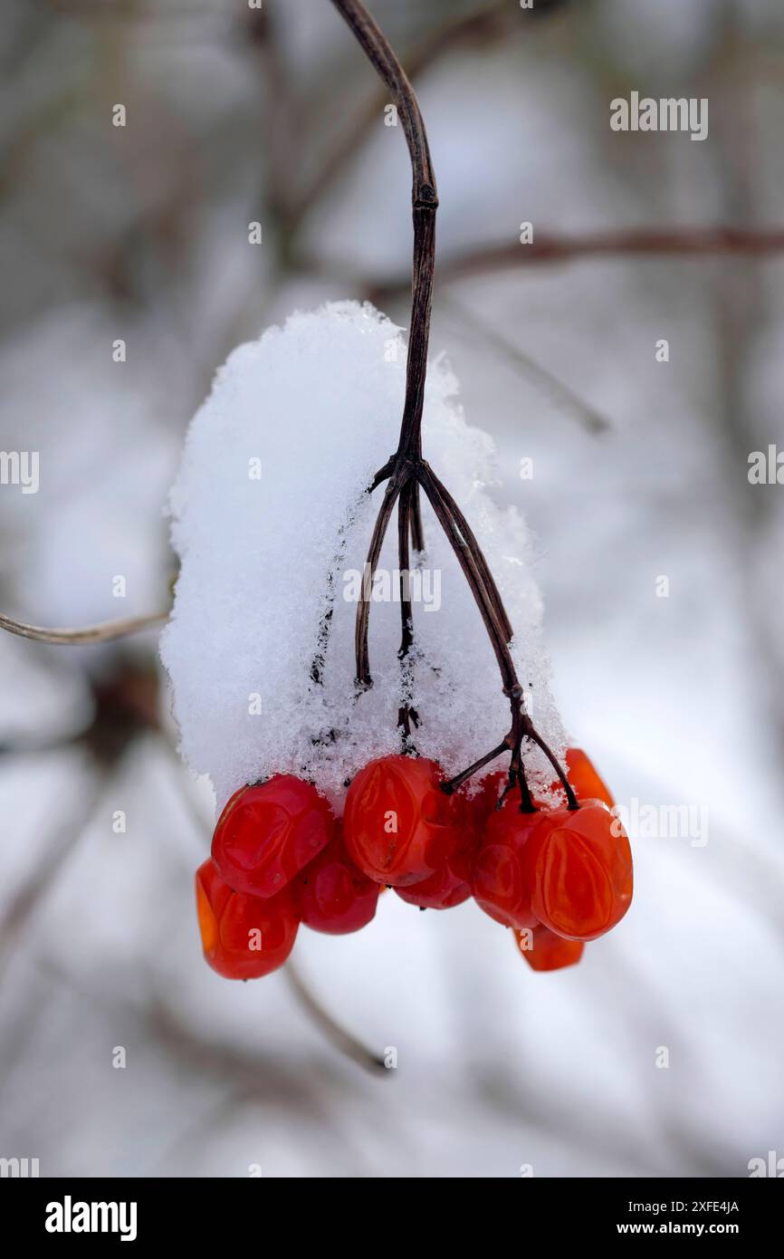France, territoire de Belfort, Belfort, hedge, Viburnum opulus, fruits en hiver, neige Banque D'Images
