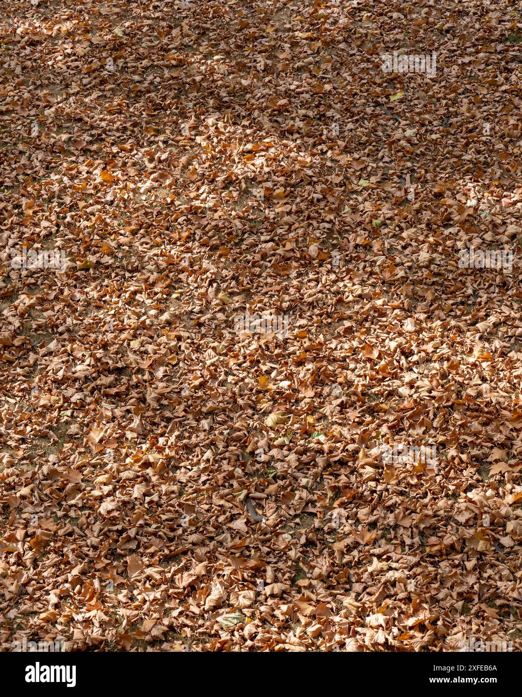 Beaucoup de feuilles sèches tombées à cause de la chaleur dans le parc. Saison sèche. Sécheresse. Écologie. Changement du climat. Catastrophe. Réchauffement climatique. Banque D'Images