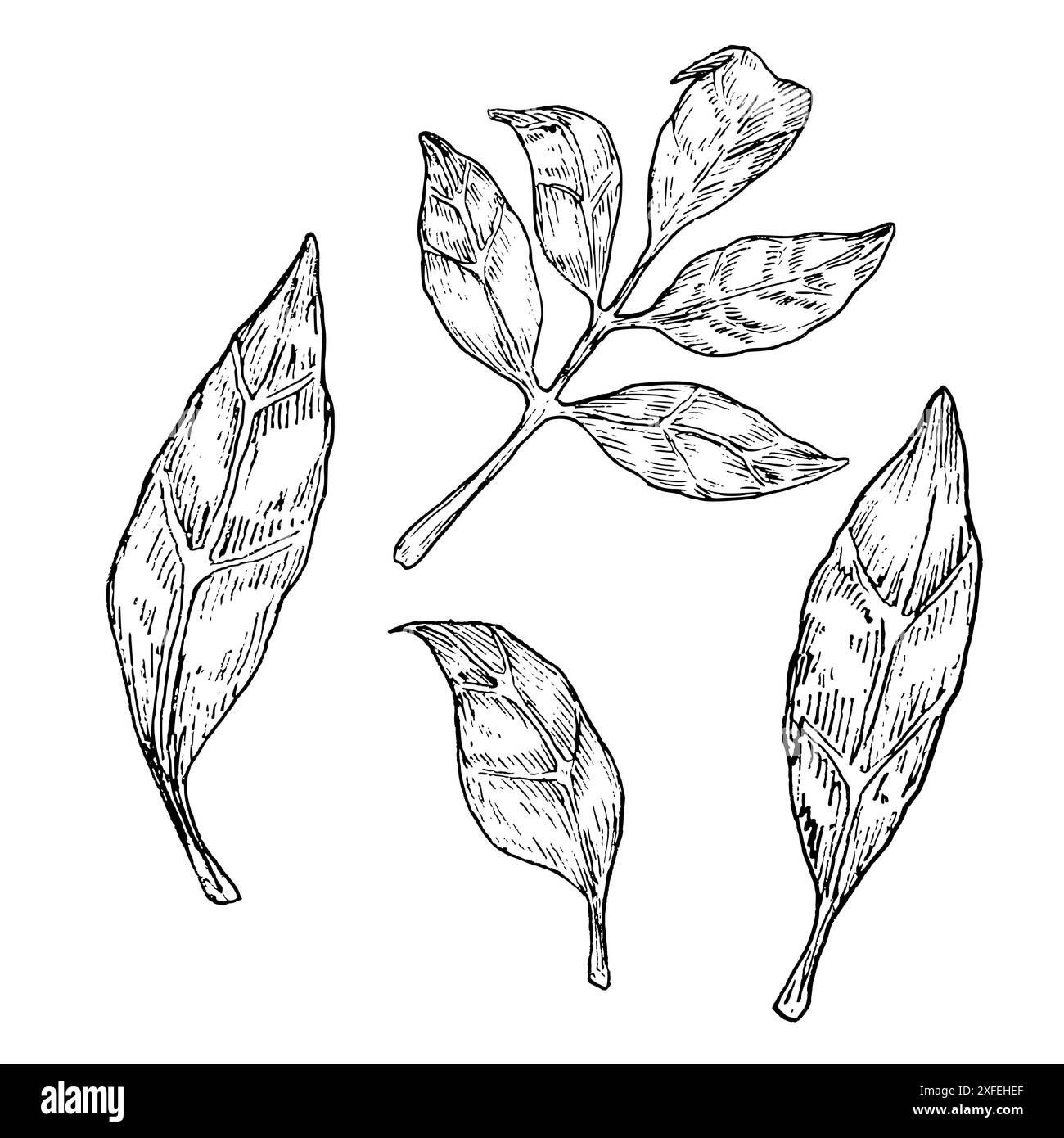 Ensemble d'illustrations vectorielles graphiques de feuilles d'arbre. Dessin botanique stylisé. Isolé. Dessiné à la main, adapté à la conception d'emballage alimentaire Illustration de Vecteur