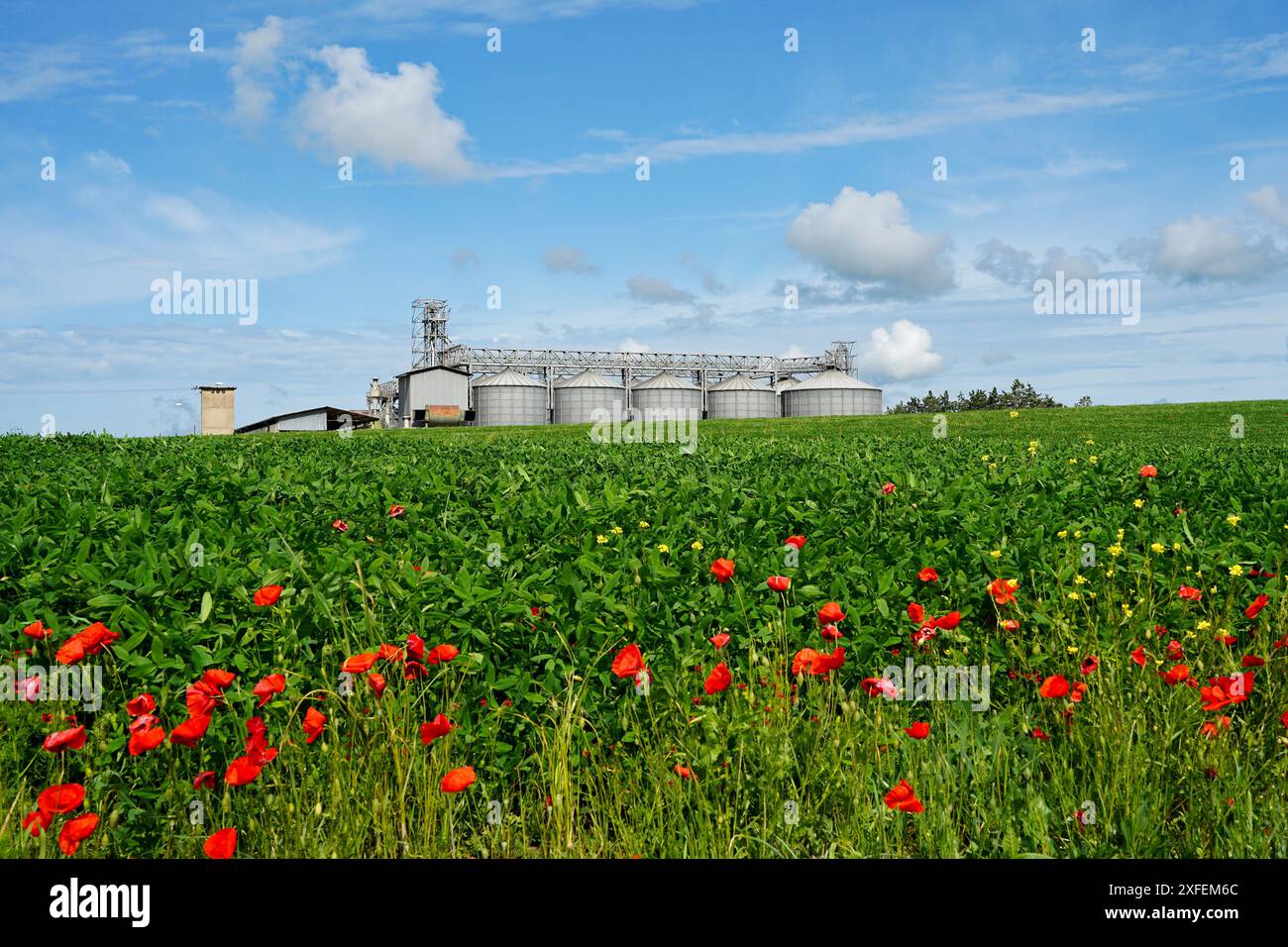 Silos à grains dans un champ vert avec des coquelicots rouges. Paysage agricole Banque D'Images