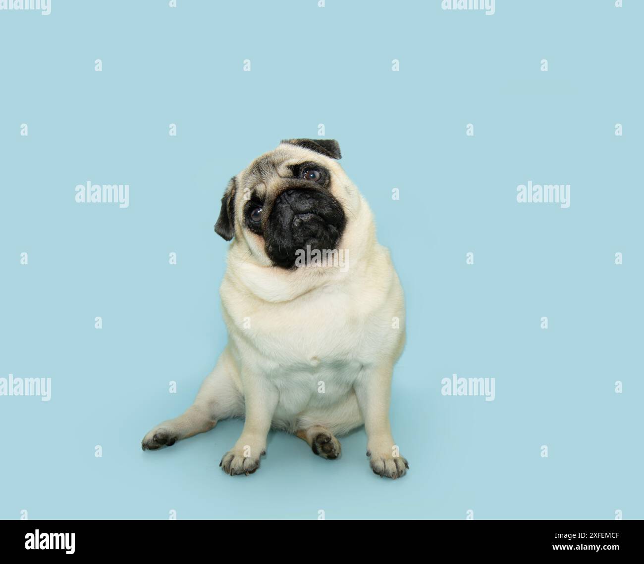 Portrait chiot chiot chien inclinant la tête côté, assis et regardant la caméra. Isolé sur fond pastel bleu Banque D'Images