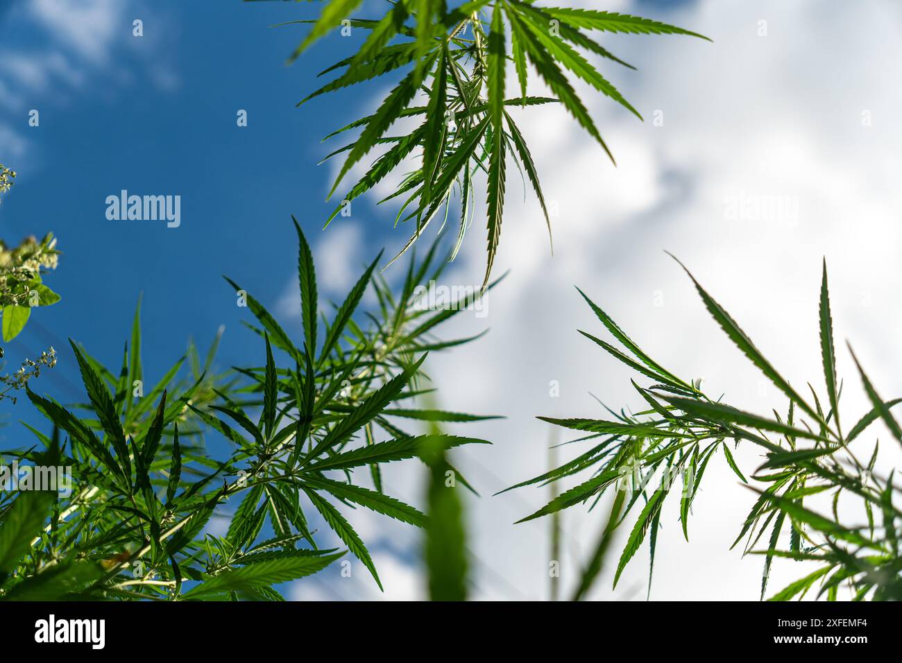 Marijuana Plant Blue Sky fond. une tige de chanvre vert contre un ciel nuageux. La notion de culture et d ' utilisation du cannabis en agriculture. illégal b Banque D'Images