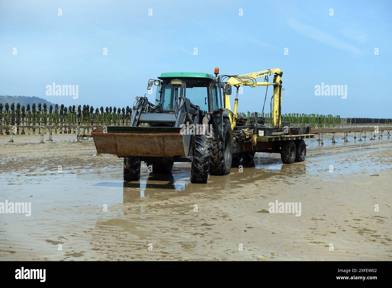 Moule bleue, moule laurier, moule commune, moule bleue commune (Mytilus edulis), culture de moules dans la Baie de la Fresnaye, France, Bretagne, Plevenon Banque D'Images Moule bleue, moule laurier, moule commune, moule bleue commune (Mytilus edulis), culture de moules dans la Baie de la Fresnaye, France, Bretagne, Plevenon Banque D'Images