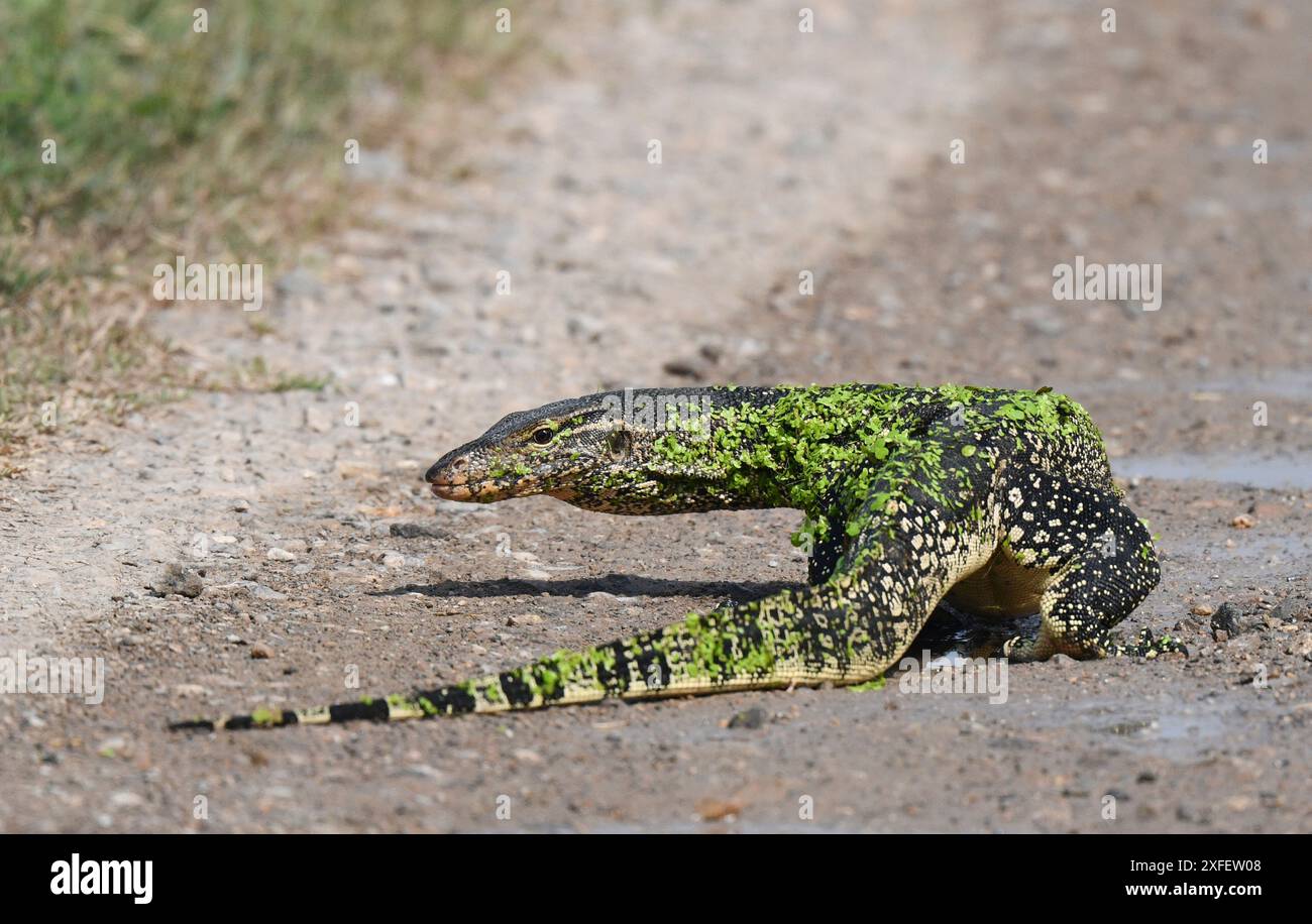 Moniteur asiatique commun, moniteur d'eau, moniteur d'eau commun, moniteur malaisien (Varanus salvator), marcher sur la route, regarder par-dessus son épaule, Thail Banque D'Images