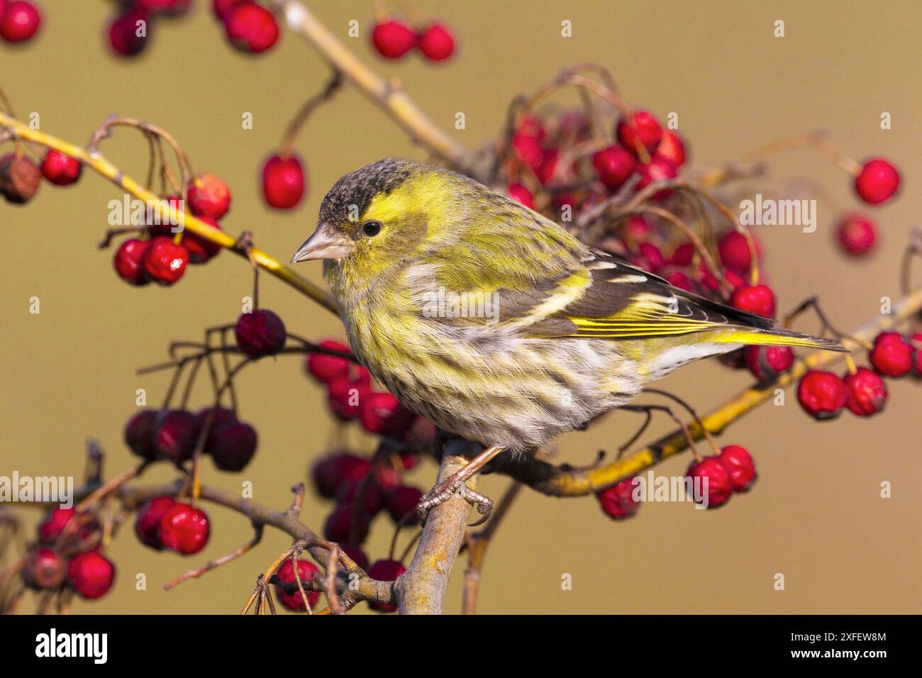 Siskin d'épinette (Spinus spinus, Carduelis spinus), perché sur une branche avec des baies rouges, vue de côté, Italie, Toscane, Oasi la Querciola; Piana Fiorent, F. Banque D'Images