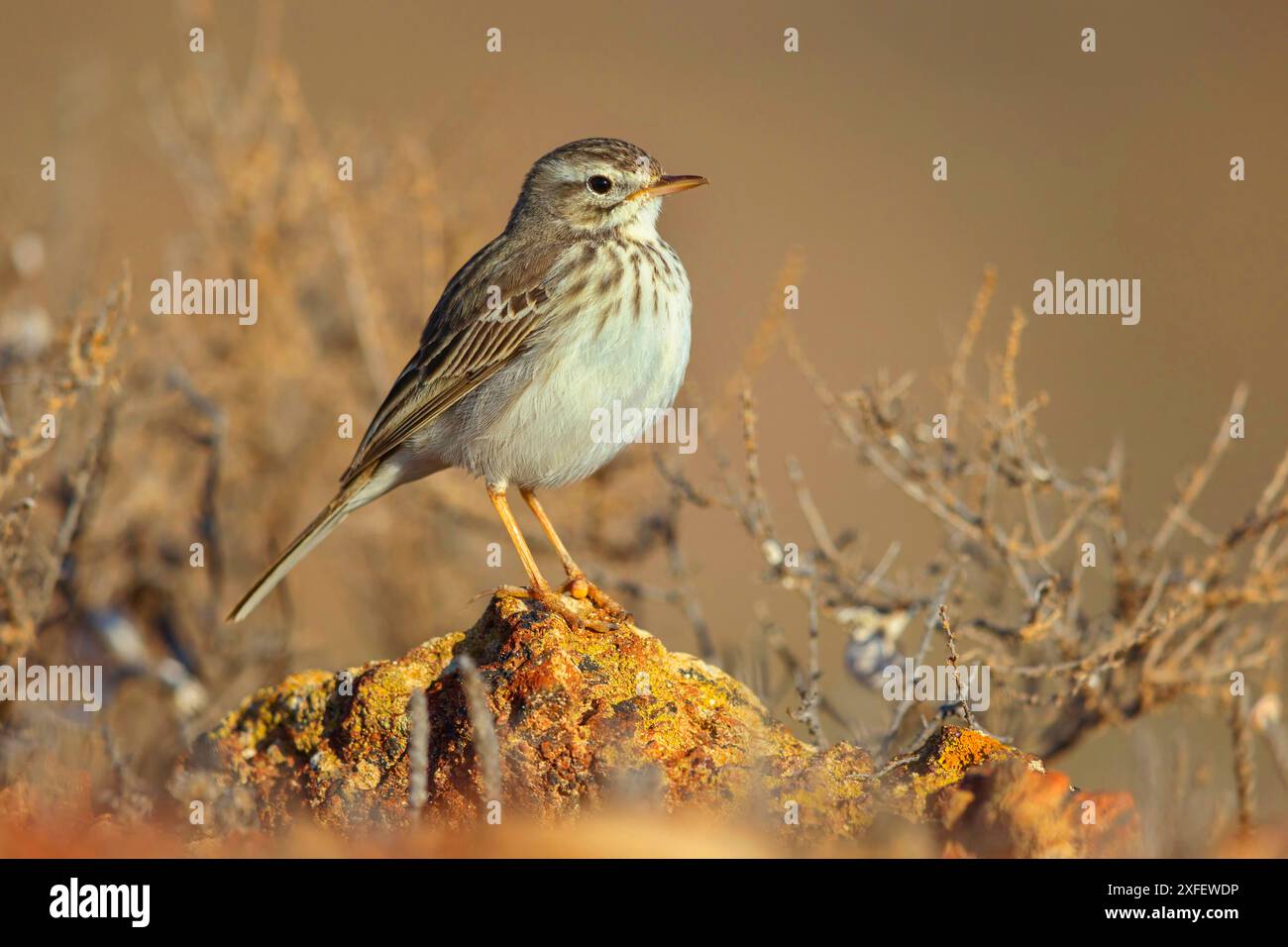 Pitpit canarien, Pipit de Berthelot (Anthus berthelotii), se trouve pn une pierre, îles Canaries, Lanzarote Banque D'Images