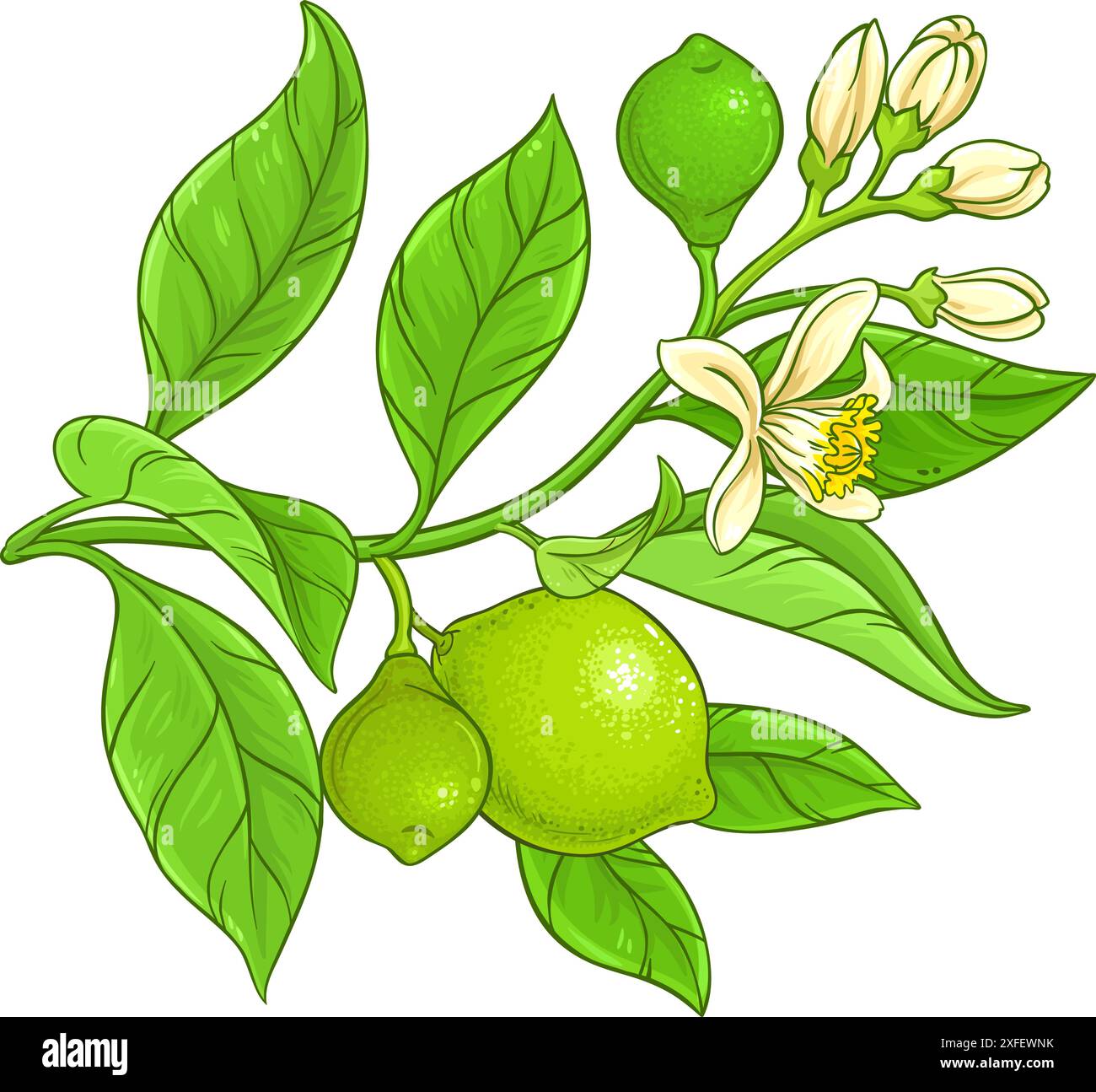 Branche de citron vert avec des fleurs, des fruits et des feuilles colorées illustration détaillée. Ingrédient alimentaire sain nutritionnel naturel biologique, régime végétarien produc Illustration de Vecteur