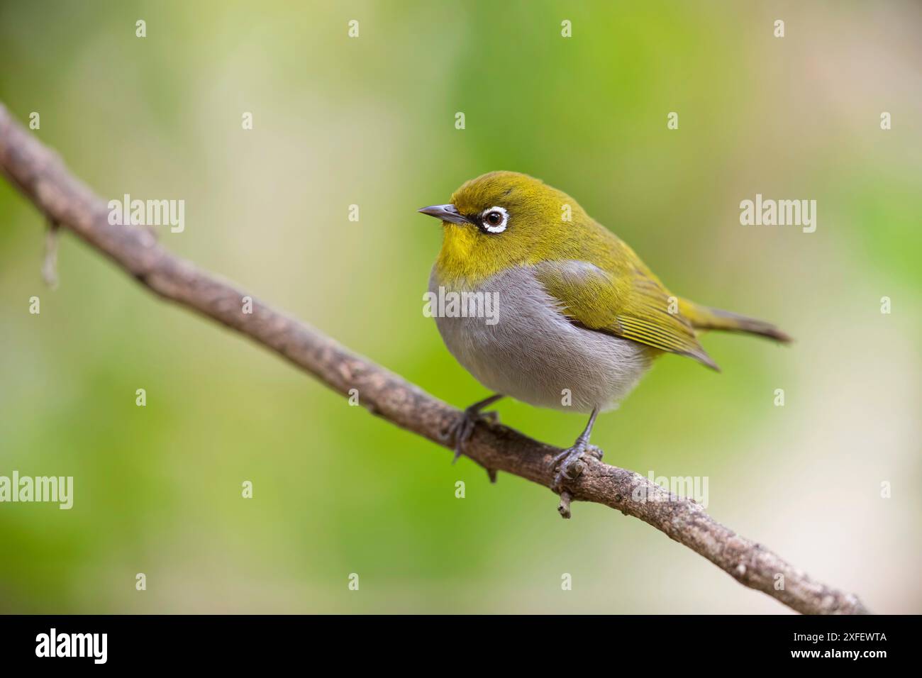 Cape White-eye (Zosterops pallidus), assis sur une branche, Afrique du Sud, Western Cape, Garden route Natinal Park Banque D'Images