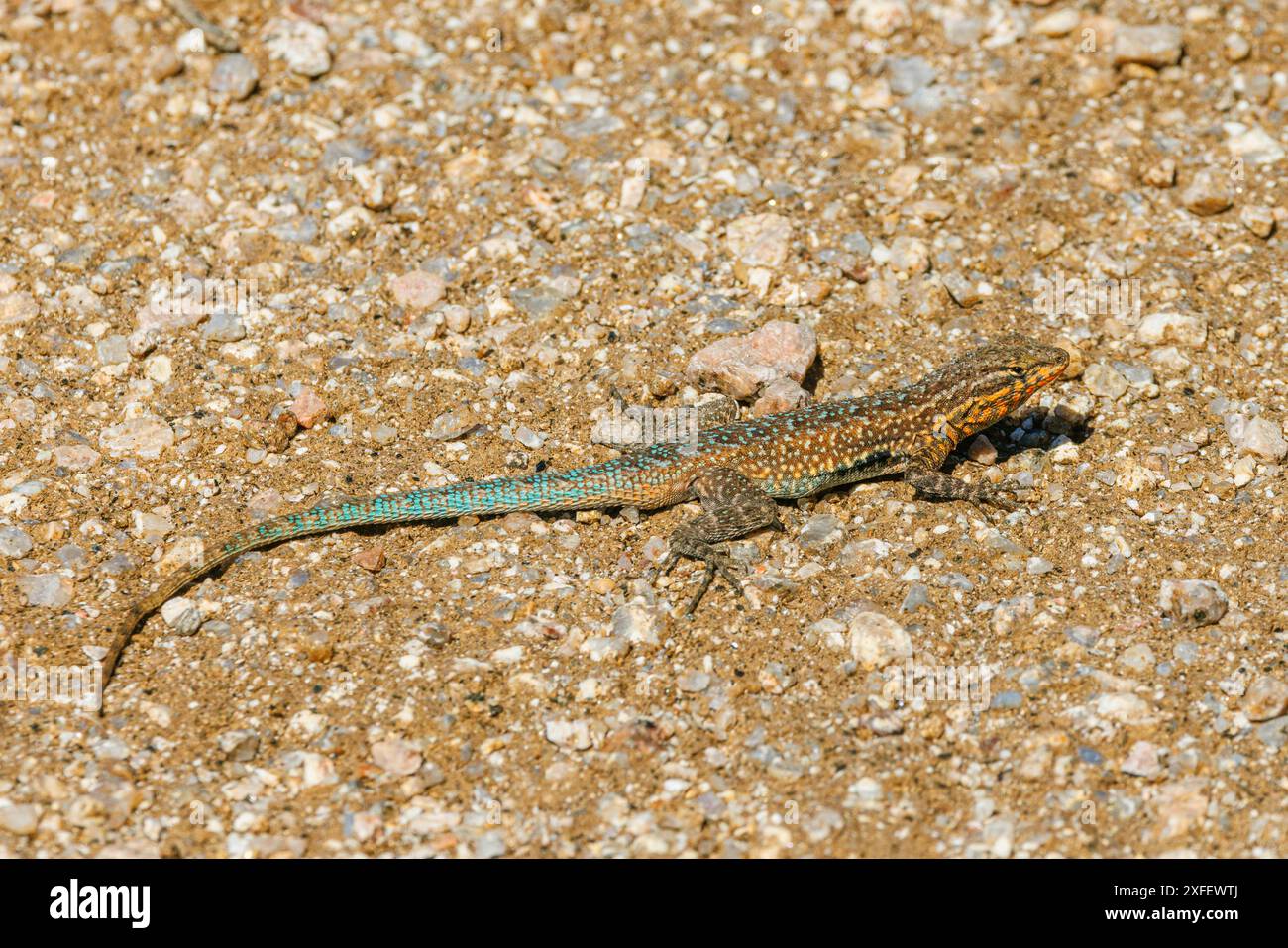 Lézard à éclaboussures latérales, lézard à éclaboussures latérales communes (Uta stansburiana), mâle au sol, États-Unis, Arizona, Sonora-Wueste Banque D'Images