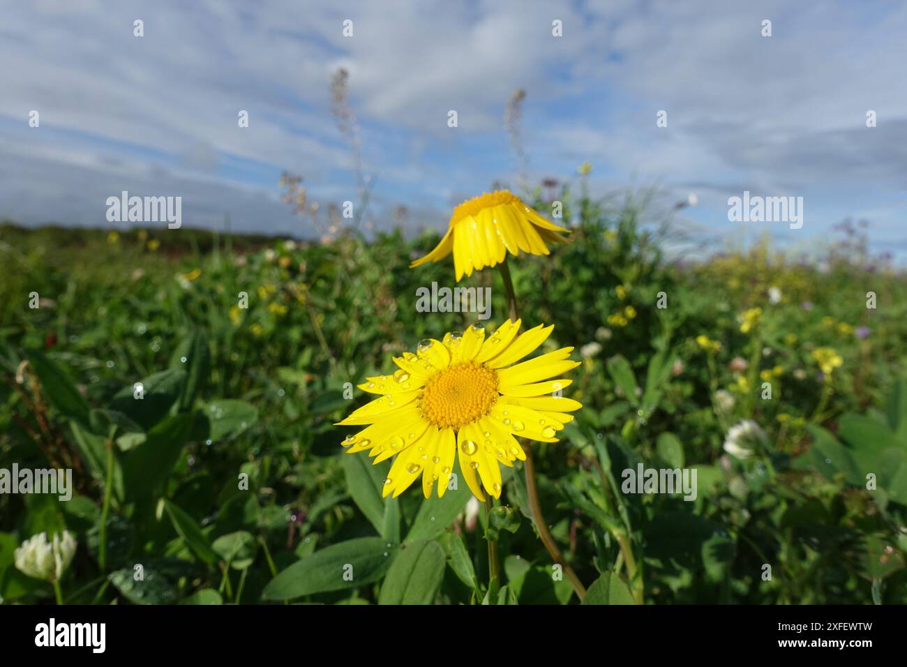 Chrysanthème de maïs, souci de maïs, Marguerite de maïs (Chrysanthemum segetum, Glebionis segetum), verdissement avec Marguerite de maïs en fleurs le matin, France, B Banque D'Images