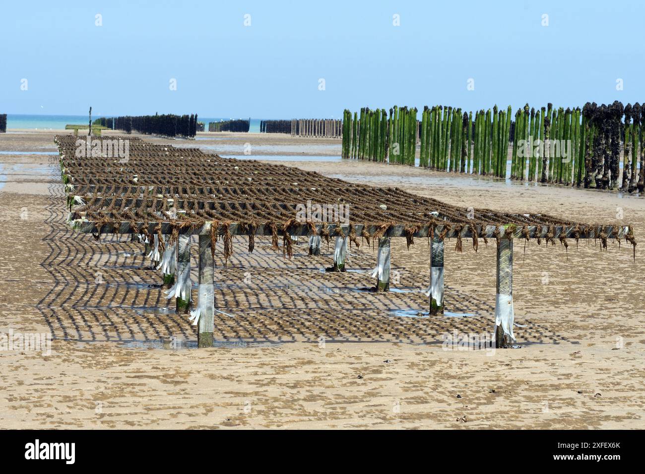 Moule bleue, moule laurier, moule commune, moule bleue commune (Mytilus edulis), culture de moules dans la Baie de la Fresnaye, France, Bretagne, Plevenon Banque D'Images Moule bleue, moule laurier, moule commune, moule bleue commune (Mytilus edulis), culture de moules dans la Baie de la Fresnaye, France, Bretagne, Plevenon Banque D'Images