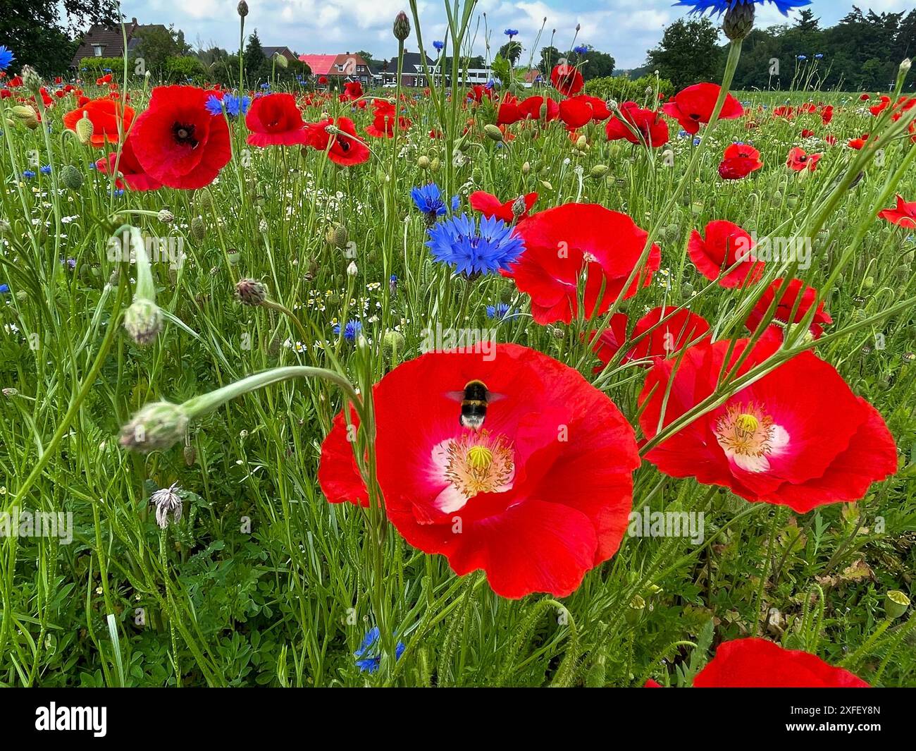 Pays-Bas - Bumblebee sur fleur de pavot. Banque D'Images