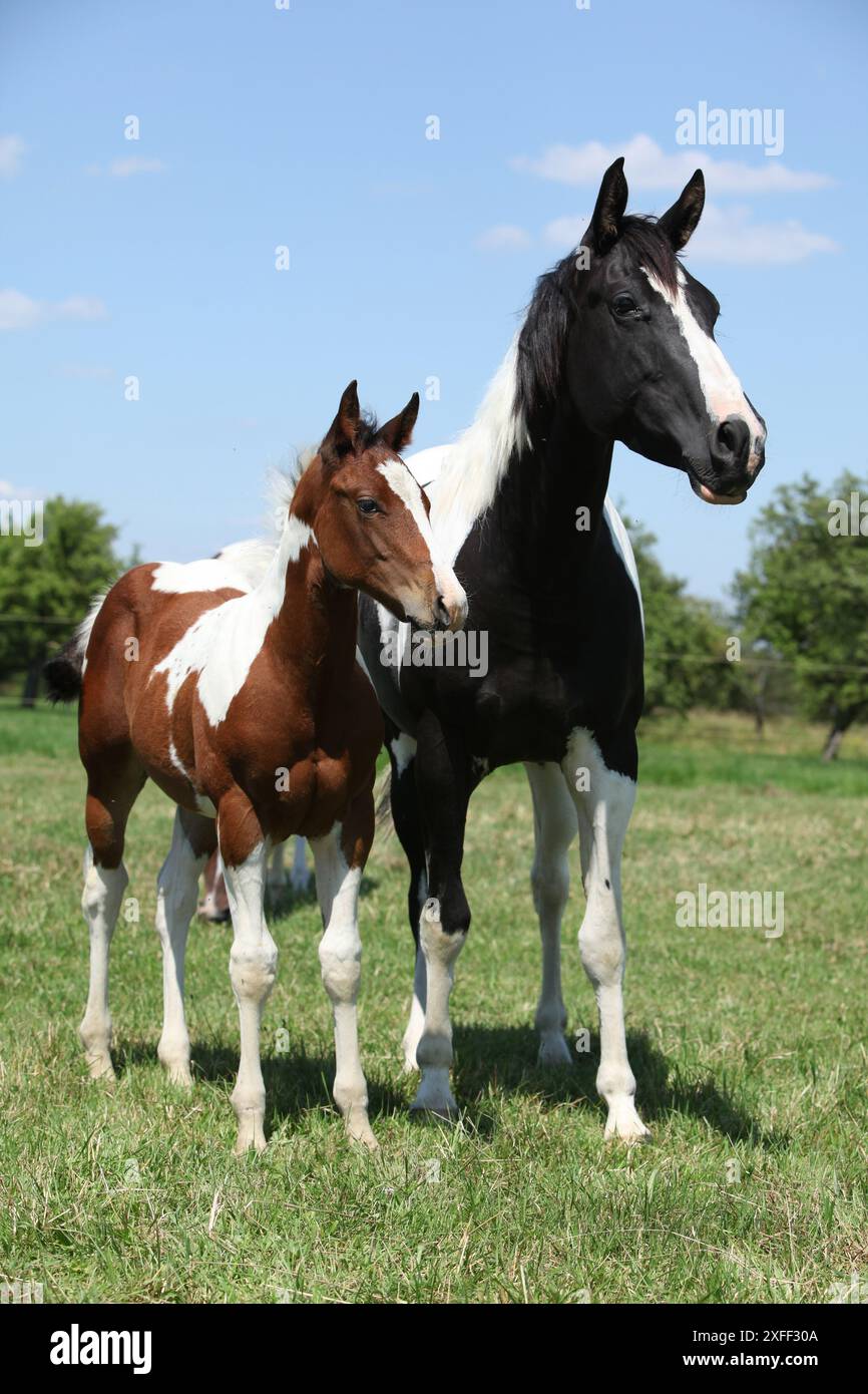 Belle jument de cheval de peinture avec son poulain ensemble Banque D'Images