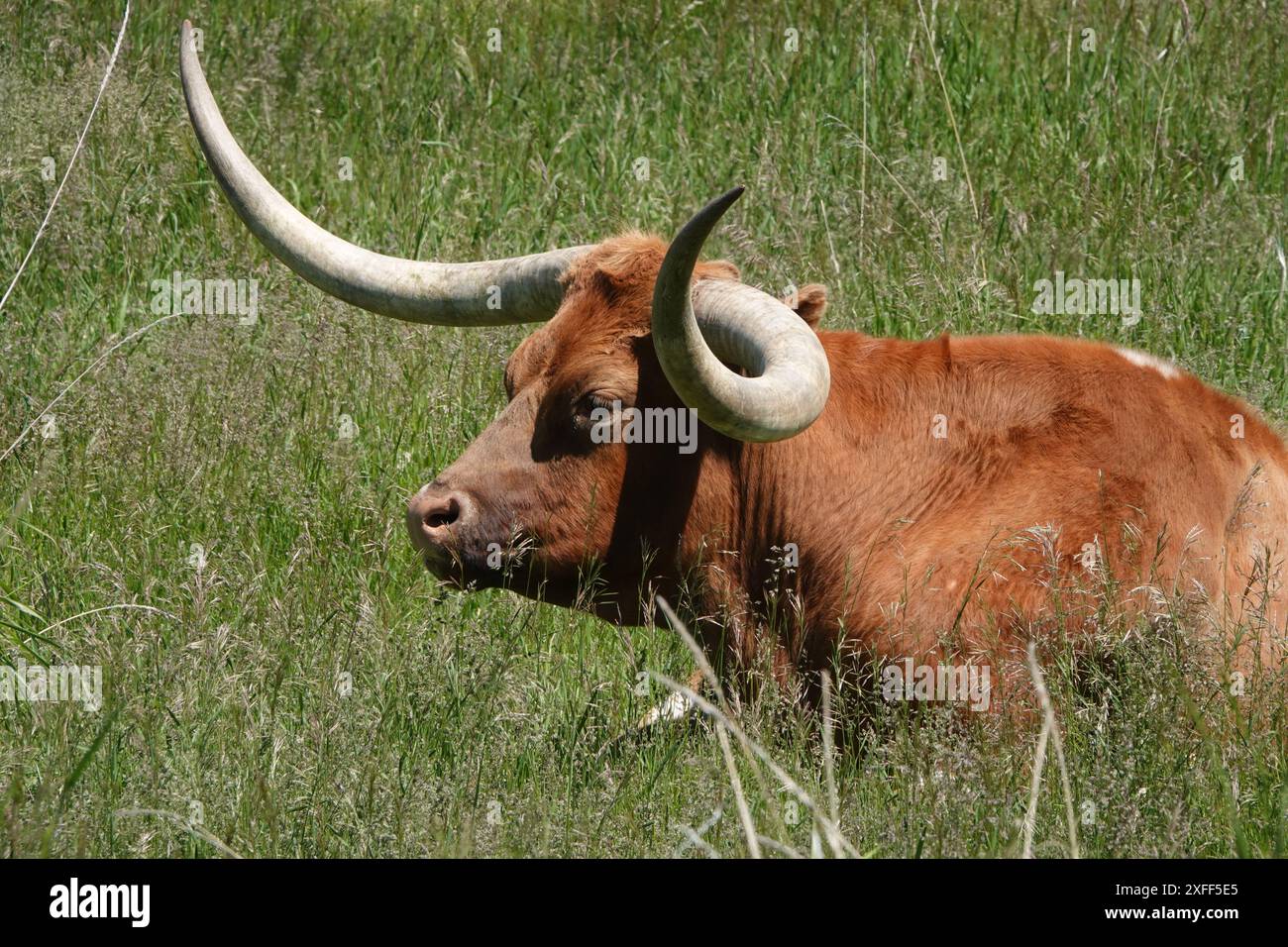 Texas Longhorn, profil Banque D'Images