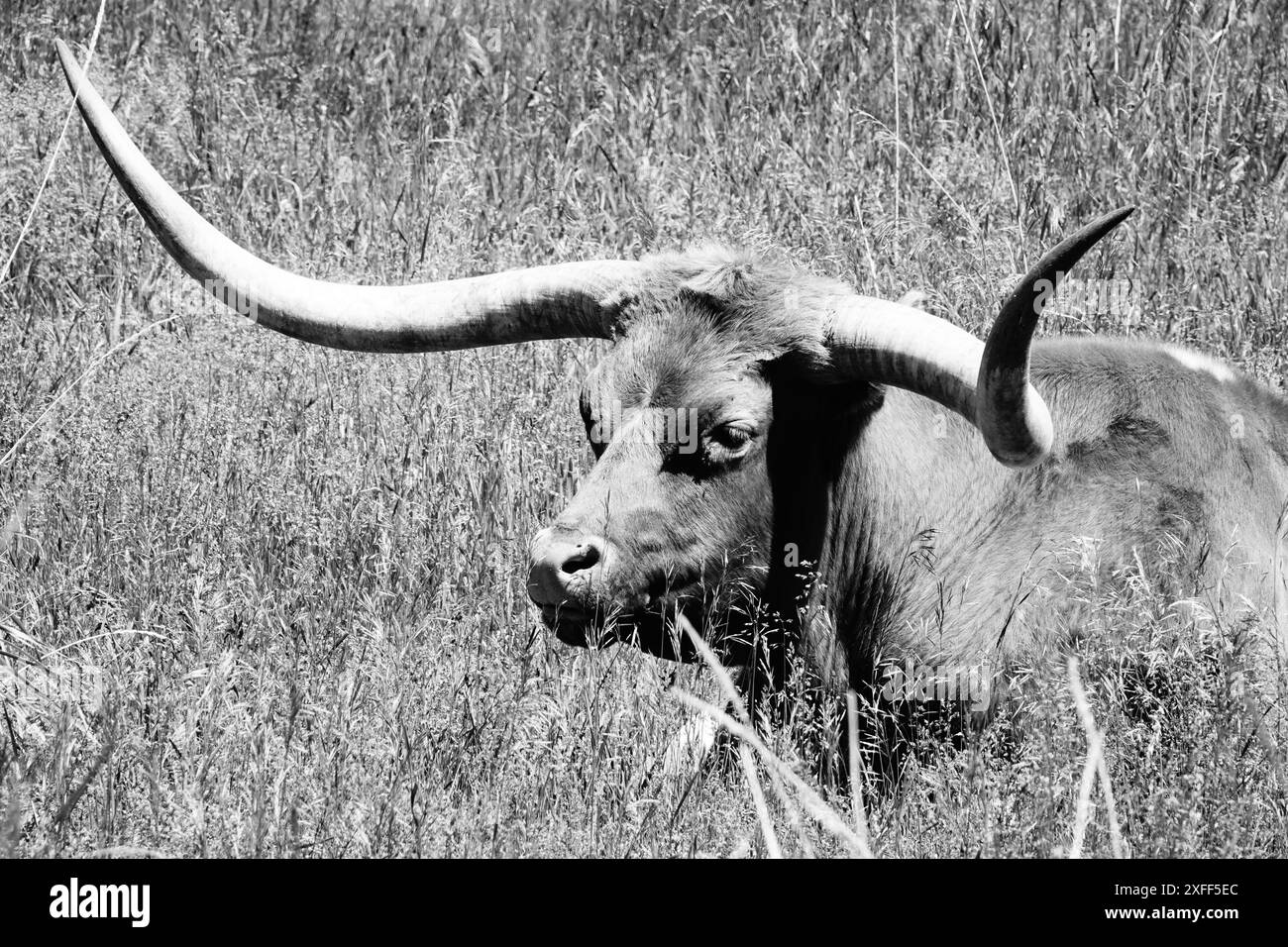 Texas Longhorn (noir et blanc) Banque D'Images