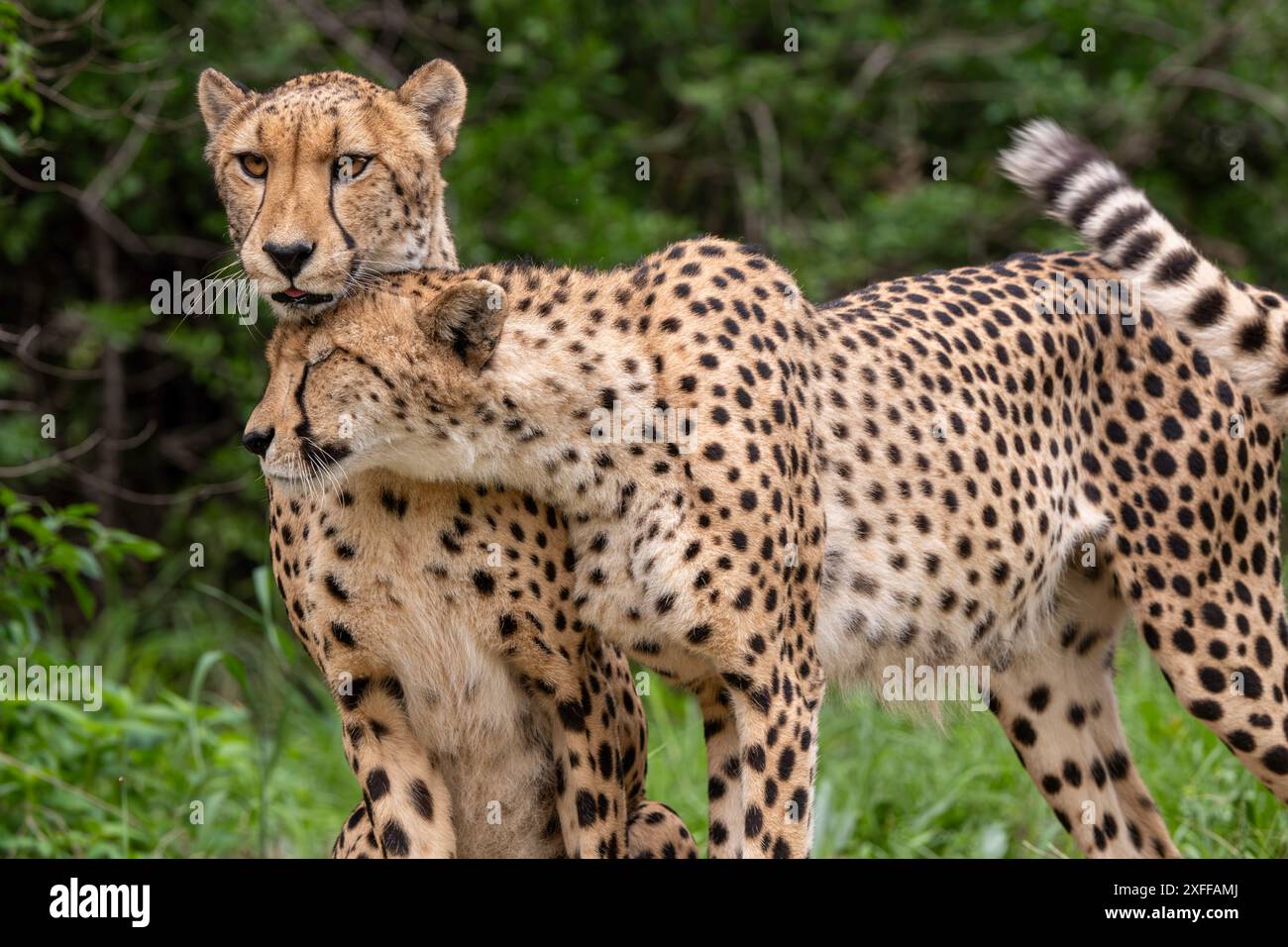 Coalition guépard. Banque D'Images