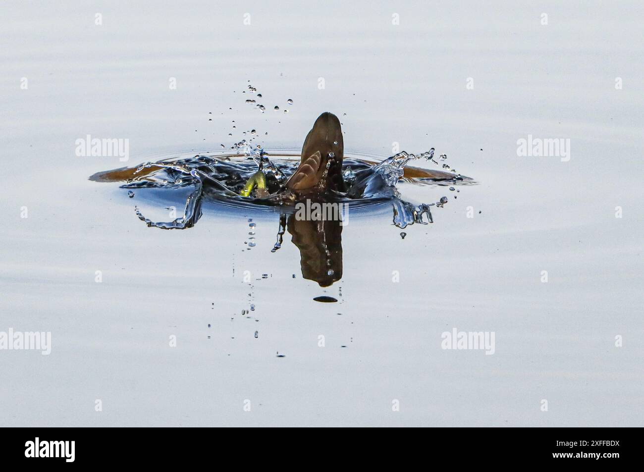 Moorhen commun plongée dans le lac, lac Neuchâtel, Suisse Banque D'Images