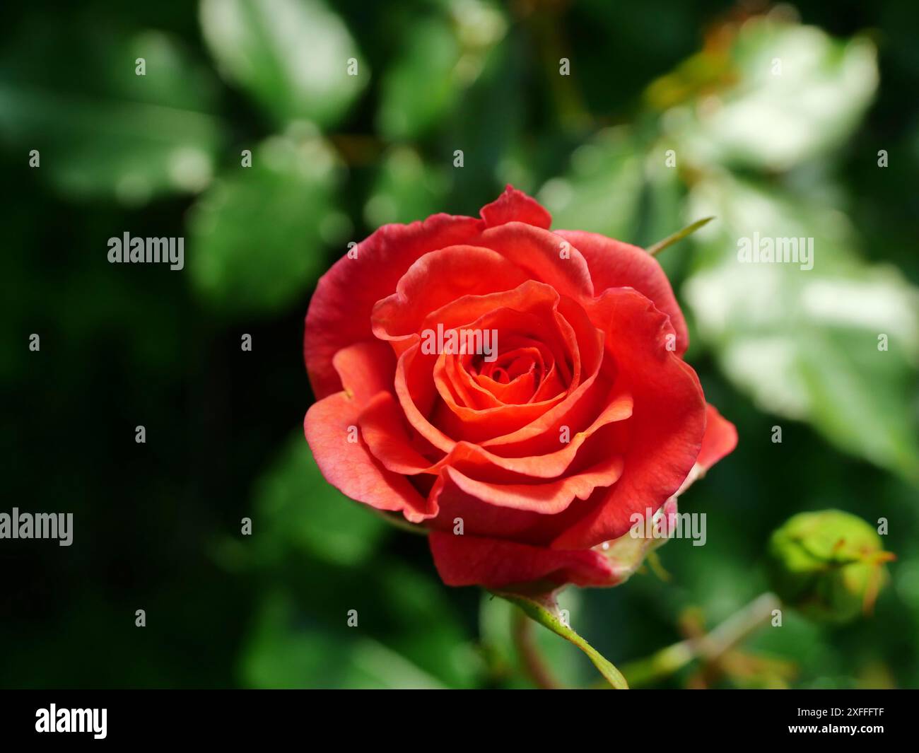 Vue sur les roses arbustes rouges. Ces fleurs vibrantes ajoutent de la couleur et de la vivacité au jardin, servant de point focal dans n'importe quel parterre de fleurs. Banque D'Images